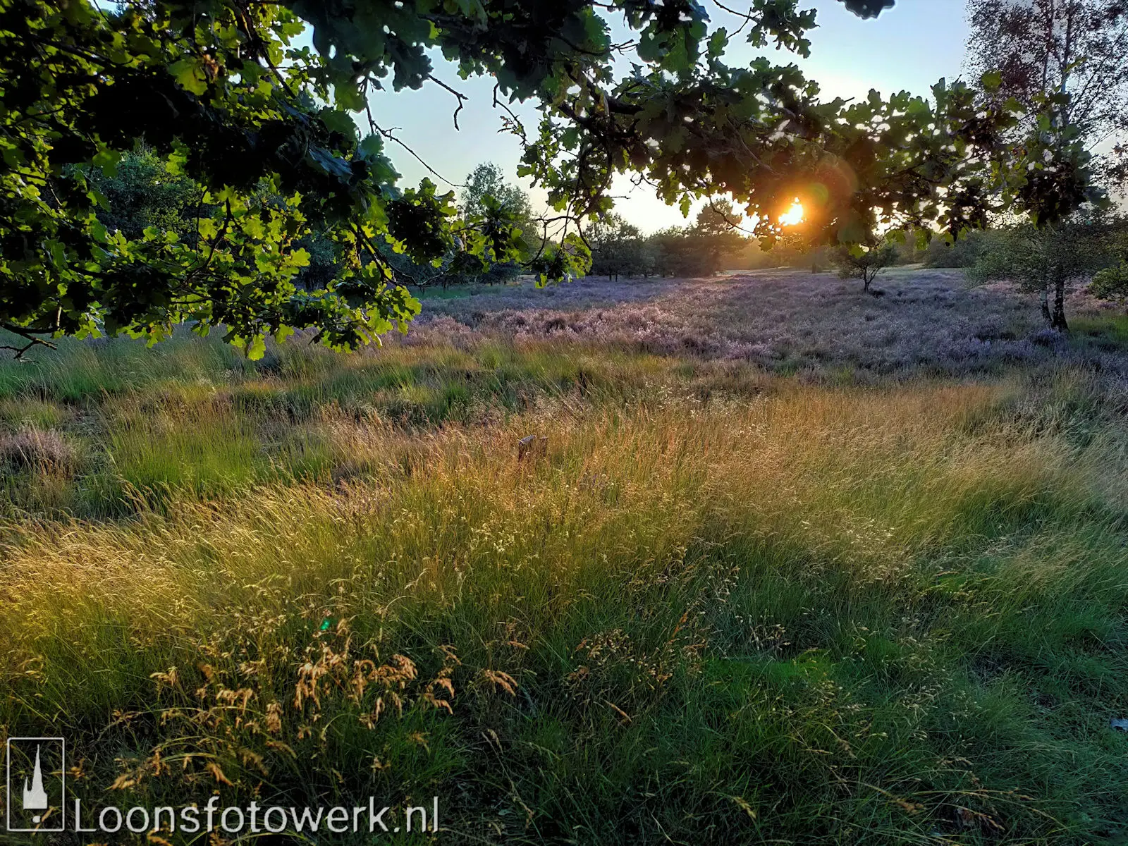 zonsondergang heide Loonse en Drunense Duinen
