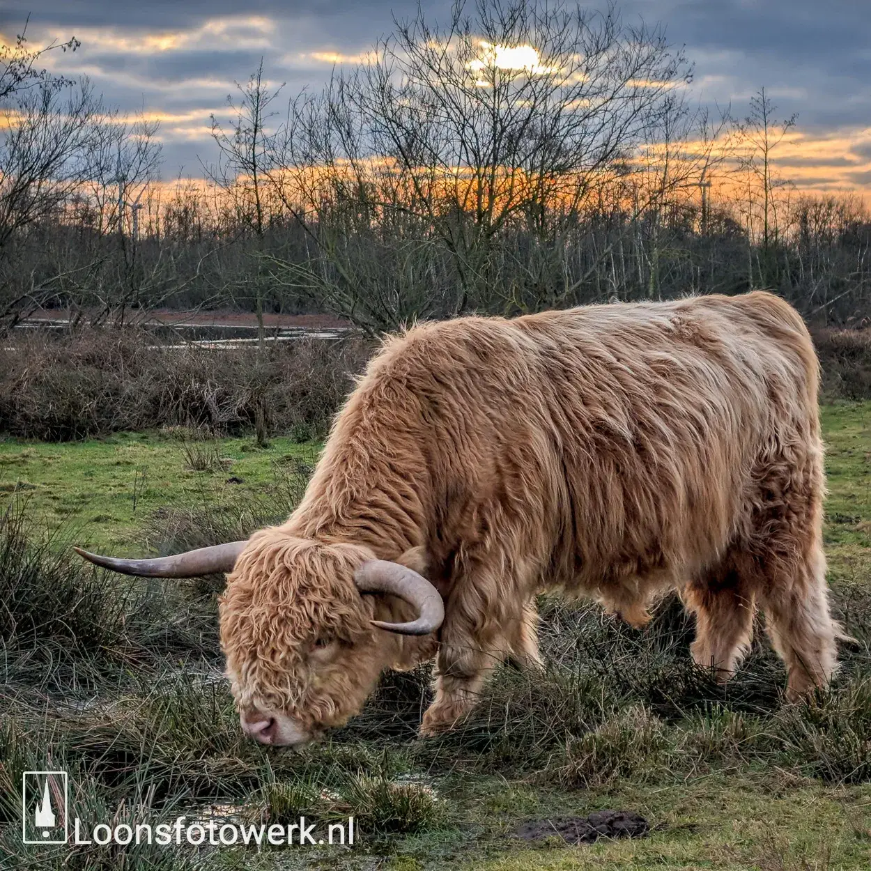 Schotse hooglander