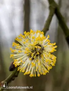 Welkom bij Loonsfotowerk 2 Huis ter Heide
