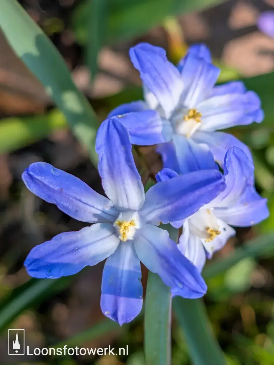 Molenwijk en de magie van Blue Zones