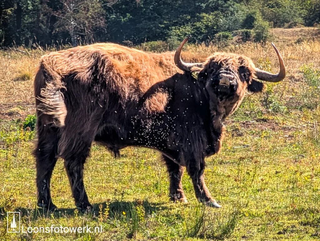 Schotse hooglander zoekt voedsel bij droge Vlindervennen