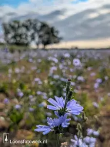 Welkom bij Loonsfotowerk 2 Blauw veld met wilde cichorei langs de Pelgrimsweg
