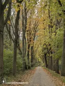 Welkom bij Loonsfotowerk 3 Herfstkleuren langs de Duinlaan, en een omweg langs de koeien