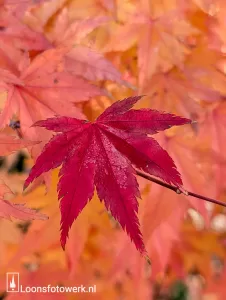 Herfst op nog geen 200 meter: de hoek Gildeweg en Moleneind